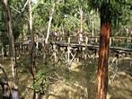 Koala Conservation Centre - Koala Conservation Centre in Australia 