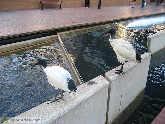Birds at Tumbalong Park