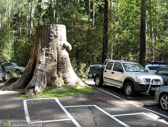 Tree in the middle of the parking area