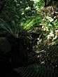 Maits Rest - Giant ferns 