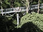 Otway Fly Tree Top Walk - 