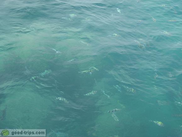 Snorkeling in Ang Thong National Marine Park