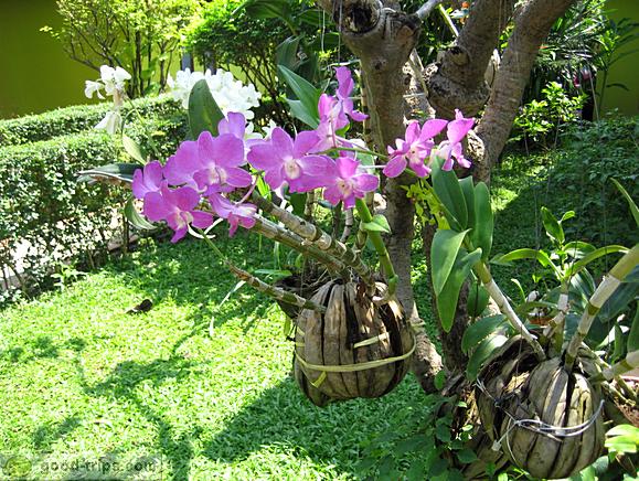 Flowers on the way to Chaweng beach