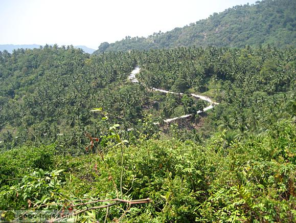 Overlap Stone <br> Palm and other trees on Koh Samui