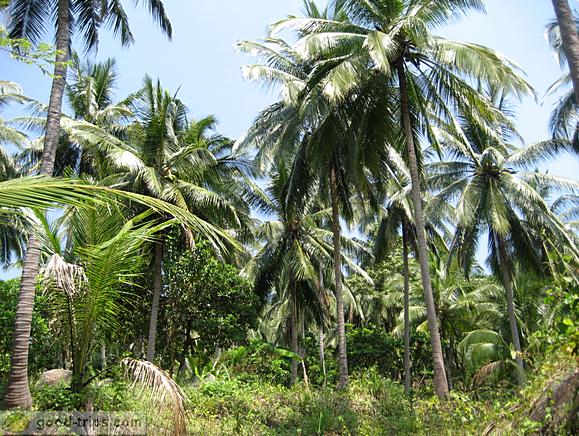 Nice palm trees on Koh Samui