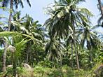 Overlap Stone - Nice palm trees on Koh Samui  Overlap Stone - Nice palm trees on Koh Samui