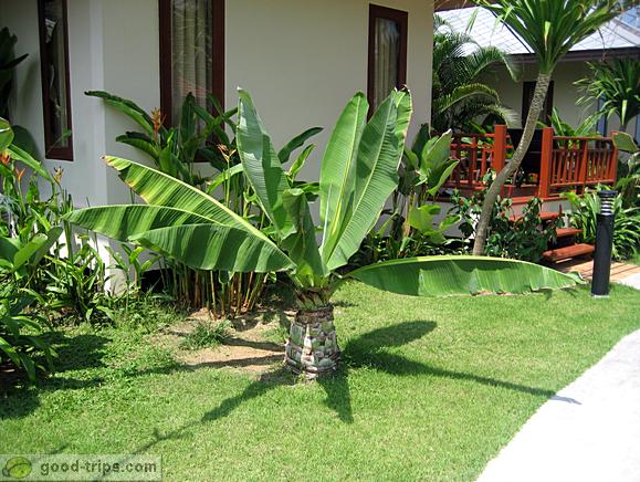 A lot of plants in the Promtsuk Buri resort - looks like some botanic garden