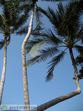 Palm trees above make good shade