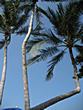 Resort - Palm trees above make good shade 