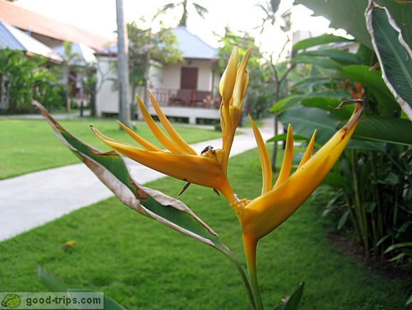 Nice flowers everywhere