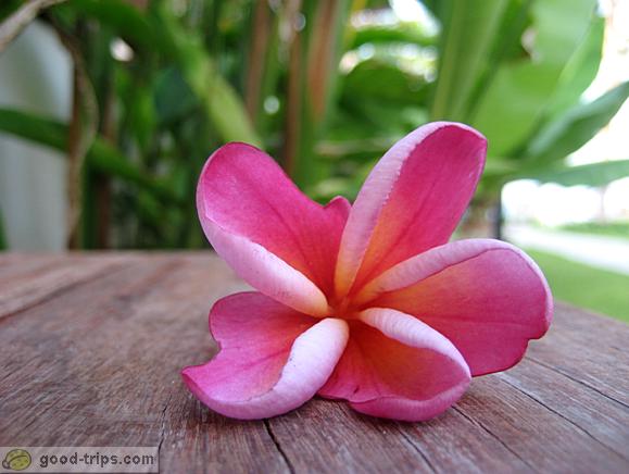 Resort <br> Beautiful flower